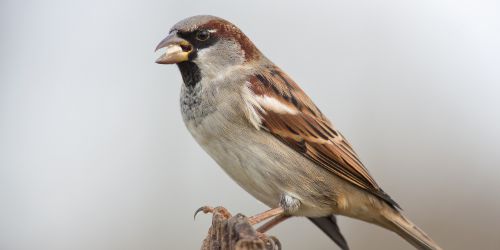 Gråspurv som sitter på en gren i hagen